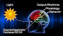 This diagram illustrates the influence of light and darkness on the circadian rhythm and related physiology and behavior through the suprachiasmatic nucleus in the brain. (Graphic courtesy of Steve Thompson, AFMS Public Affairs)