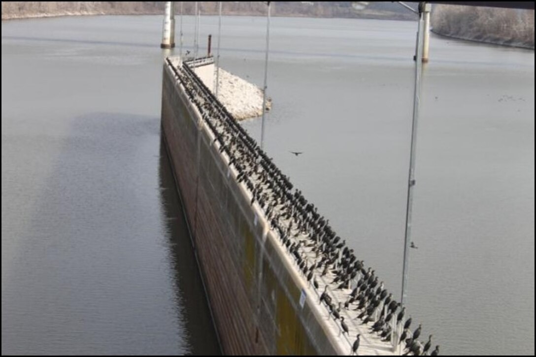Double-crested cormorants perched at Robert S. Kerr Lock and Dam 15 before the arrival of Ellie. The birds dropped more than 11,000 pounds of waste on the structure.