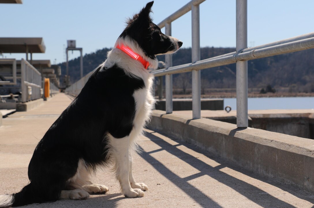 Ellie, the border collie, protects Robert S. Kerr Lock and Dam 15 from birds like the double-crested cormorant, which flock to the structure in the fall and winter months. The birds leave tons of waste that corrodes and damages the facility.