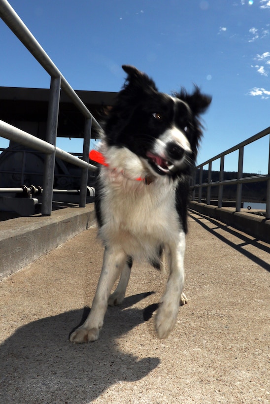 Ellie, the border collie, protects Robert S. Kerr Lock and Dam 15 from birds like the double-crested cormorant, which flock to the structure in the fall and winter months. The birds leave tons of waste that corrodes and damages the facility. 