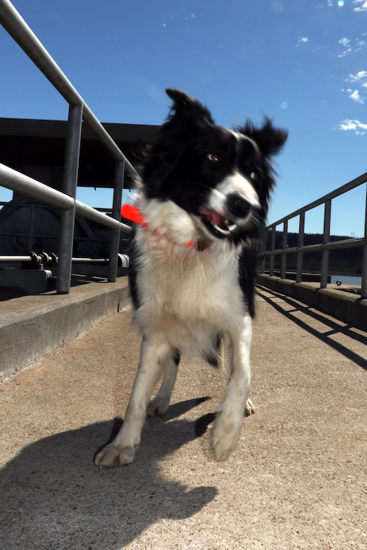 Dam S Best Friend Border Collie Protects R S Kerr L D 15 Tulsa District Tulsa District News Stories