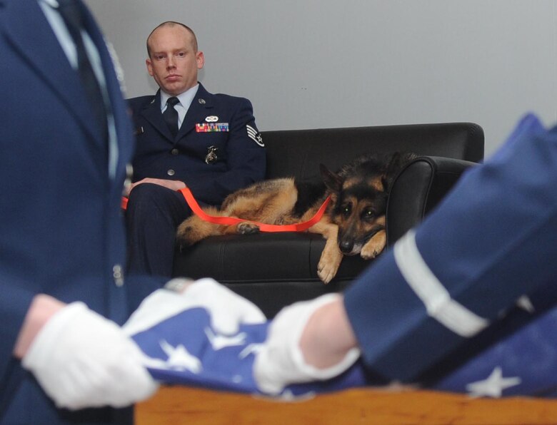 Former 22nd Security Forces military working dog, Bengus, looks on as McConnell Air Force Base Honor Guardsman fold a flag during his retirement ceremony, March 11, 2016 at McConnell AFB, Kan. Bengus, a former narcotics detection MWD, retired after 63 dog years of service in which he conducted more than 800 random antiterrorism measures. (U.S. Air Force photo/Senior Airman Tara Fadenrecht)