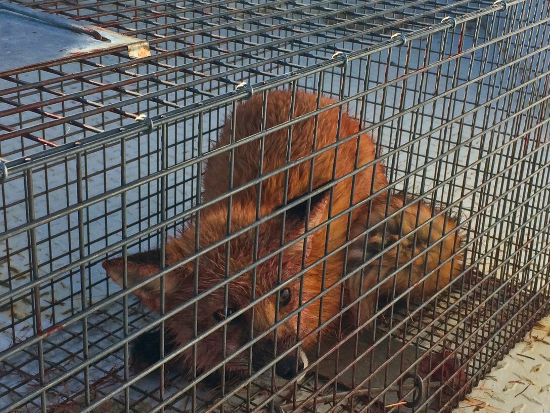 A red fox sits in a cage on the flightline at Ellsworth Air Force Base, S.D., March 3, 2016. Red foxes are common creatures found on base throughout the year. Once caught, the animal is released into the wild to help keep the base rodent and bird population low. To report a pest problem, call the 28th Civil Engineer Squadron pest management office at (605) 385-2521. (U.S. Air Force courtesy photo by Airman 1st Class Melissa Waszkiewicz/Released)