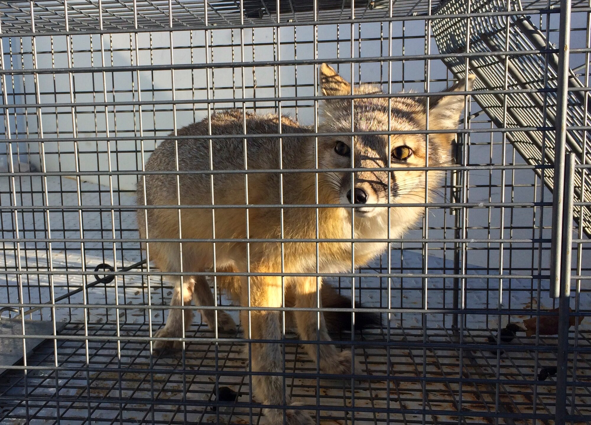 A swift fox sits in a cage on the flightline at Ellsworth Air Force Base, S.D., Feb. 23, 2016. Swift foxes are on a threatened species list and, when found, are released into the wild on base to help keep the base rodent and bird population low. To report a pest problem, call the 28th Civil Engineer Squadron pest management office at (605) 385-2521. (U.S. Air Force courtesy photo by Airman 1st Class Melissa Waszkiewicz/Released)