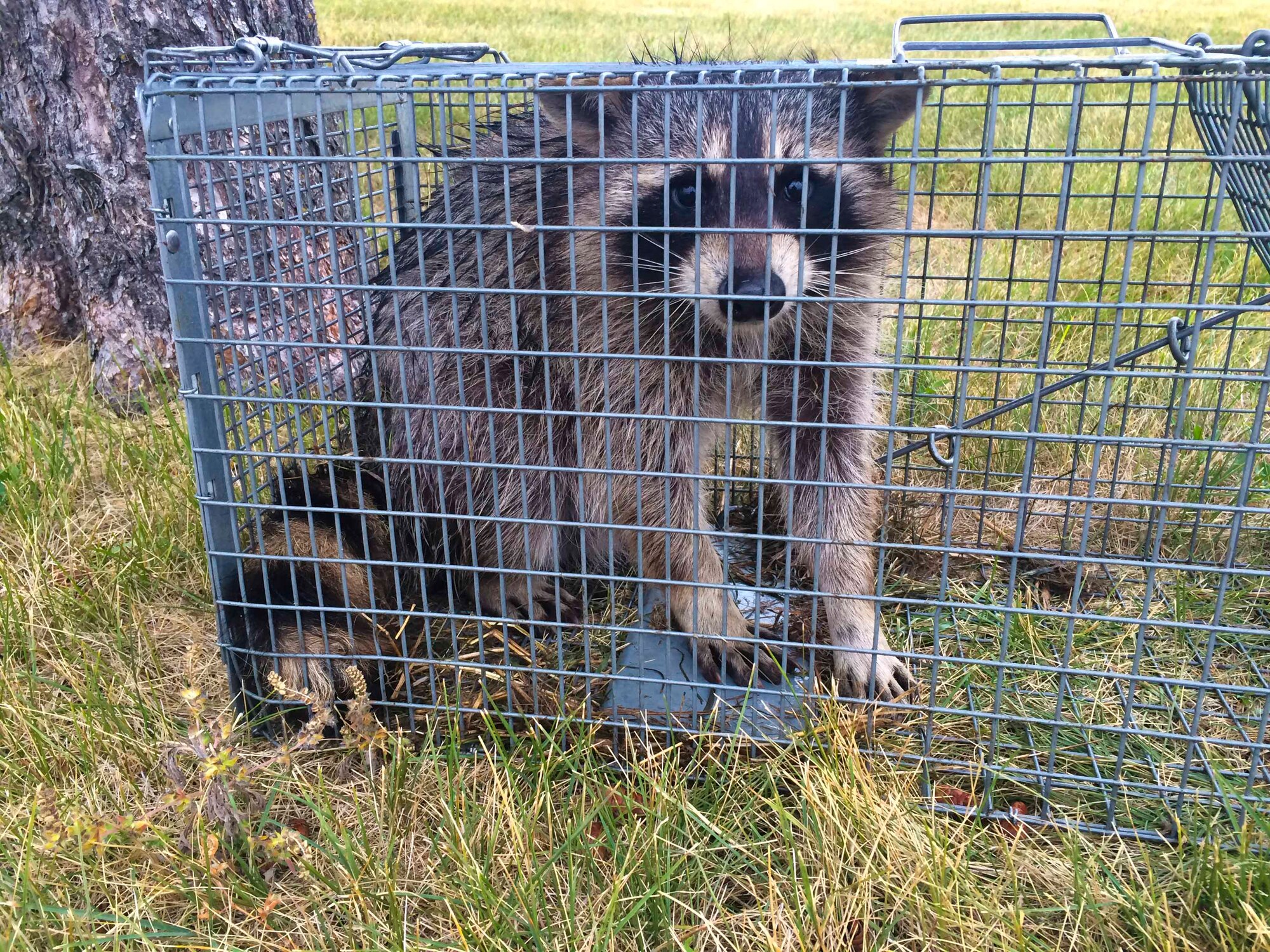 A raccoon sits in a cage at the Prairie Ridge Golf Course outside of Ellsworth Air Force Base, S.D., Sept. 28, 2015. Raccoons are a common creature found at Ellsworth throughout the year. Once they have been caught, they are released back on base into the wild. To report a pest problem, call the 28th Civil Engineer Squadron pest management office at (605) 385-2521. (U.S. Air Force courtesy photo by Airman 1st Class Melissa Waszkiewicz/Released)