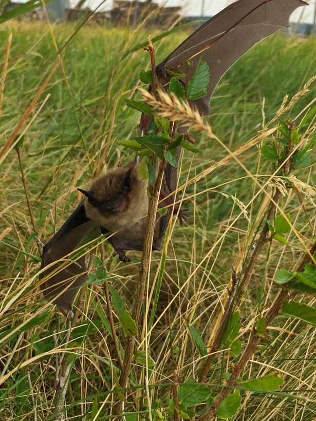 A bat flies low to the ground on Ellsworth Air Force Base, S.D., Aug. 27, 2015. Bats are one of the creatures found on base primarily during summer. To report a pest problem, call the 28th Civil Engineer Squadron pest management office at (605) 385-2521. (U.S. Air Force courtesy photo by Airman 1st Class Melissa Waszkiewicz/Released)