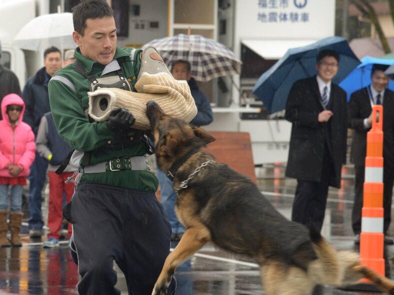 A member from the Metropolitan Police Department security dog team performs a K-9 demonstration during the safety festival at Yokota Air Base, Japan, March 11, 2016. The 374th Airlift Wing safety office provided Yokota residents with various events such as the Metropolitan Police Department motorcycle unit and traffic safety demonstrations, earthquake and smoke house information, firefighting and fire ladder trucks experience, seatbelt simulator and child car seat checks.  (U.S. Air Force photo by Machiko Imai/Released)  