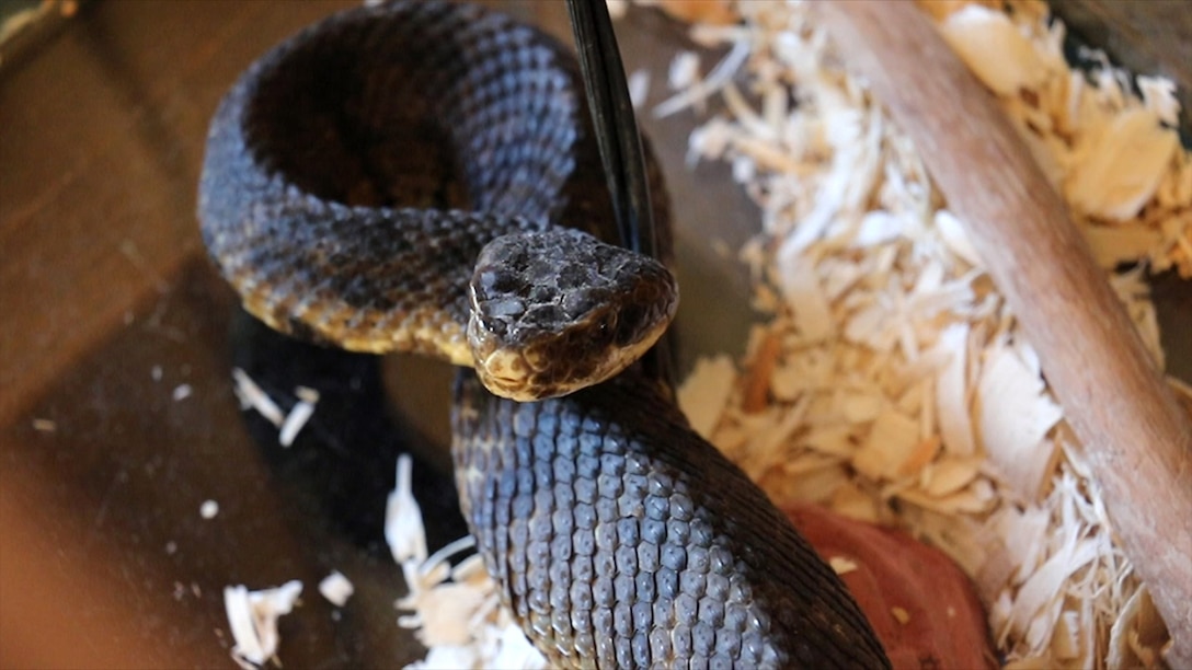 The cottonmouth at the Skiatook Lake Office Nature Center is kept alone in his own terarrium to make sure he doesn't kill and eat the other snakes.