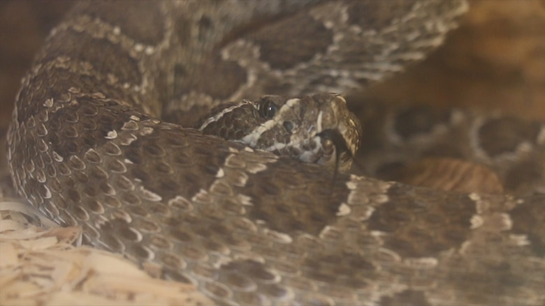 The greeting you'll get at the Skiatook Lake Office will be from this timber rattler, who likes to start rattling when someone comes in the door.