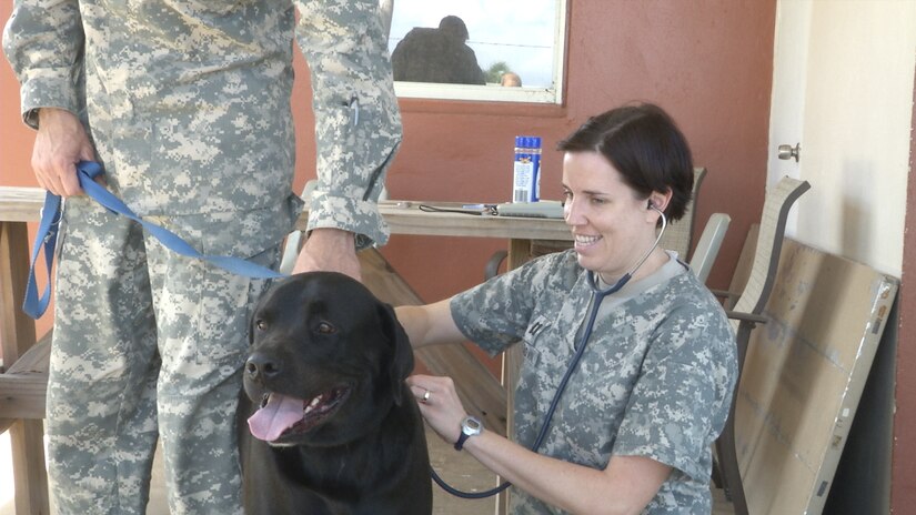 Cpt. Julie Brown, veterinarian at Fort Buchanan, Puerto Rico, evaluates a chocolate lab during VETCAP operations held at Ramey Base, Aguadilla, Puerto Rico as part of Operation Coqui. During the VETCAP, team medics were given the opportunity to help vaccinate dogs and received hands on training for use during their future missions in Central America. 