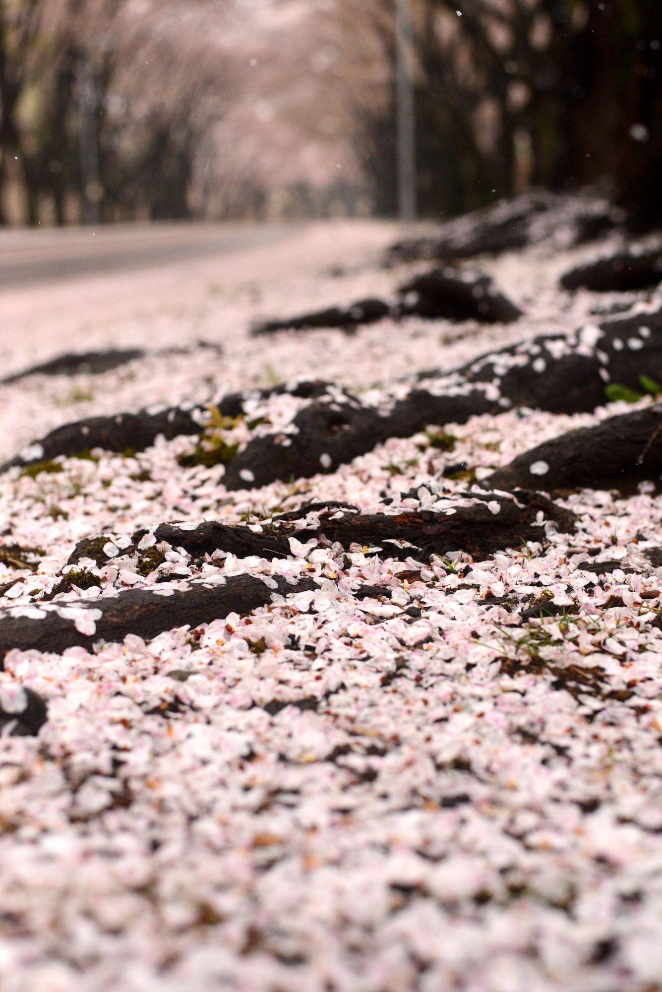 Cherry blossoms are in full bloom along McGuire Avenue at Yokota Air Base, Japan, April 4, 2015, at Yokota Air Base, Japan. According to the Japan Meteorological Agency, it had reached full bloom five days earlier than in an average year. (U.S. Air Force photo by Airman 1st Elizabeth Baker/Released)