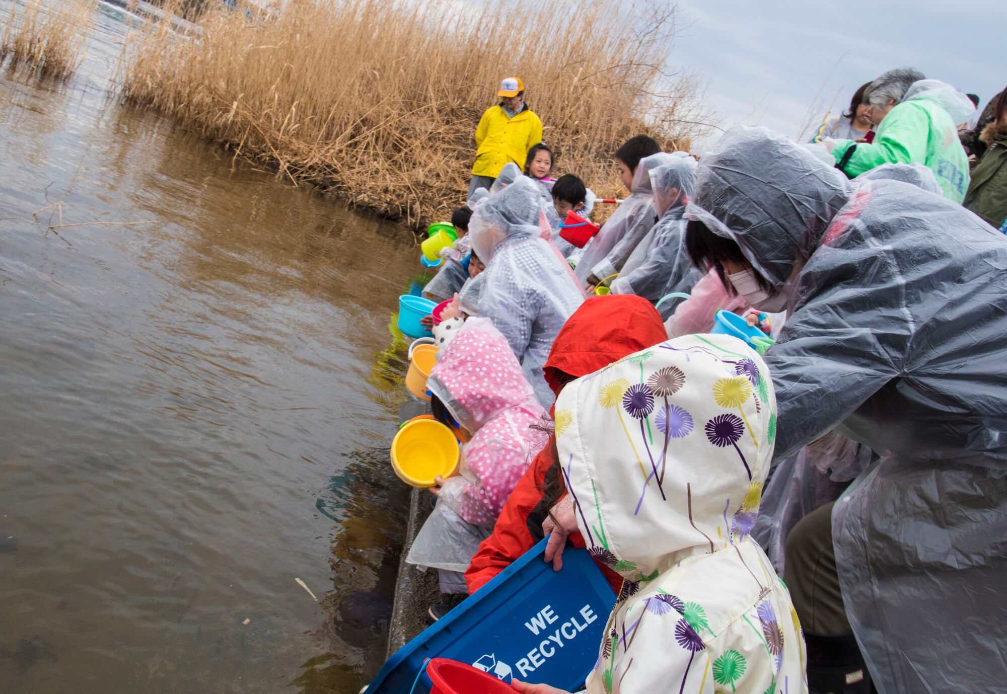 Baby salmon release attendees place the fish into the river during the 19th Annual Baby Salmon Release at the Oirase Salmon Park, Japan, March 19, 2016.  Because of the rainy weather, the usual clean-up of the park was cancelled and attendees were quick to set the young fish free. (U.S. Air Force photo by Airman 1st Class Jordyn Fetter)