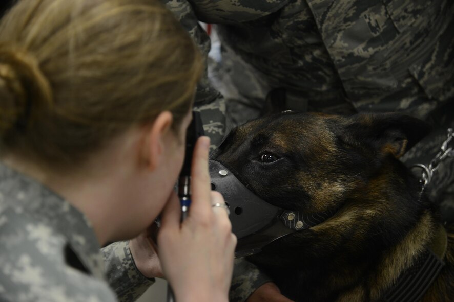 A member of the Army Veterinary Corps examines the eye of a Laughlin military working dog, on Laughlin Air Force Base, Texas, March 9, 2016. Members of the Army Veterinarian Corps instructed military working dog handlers and U.S. Customs and Border Protection members on how to perform medical procedures on an injured K-9. (U.S. Air Force photo by Airman 1st Class Brandon May)