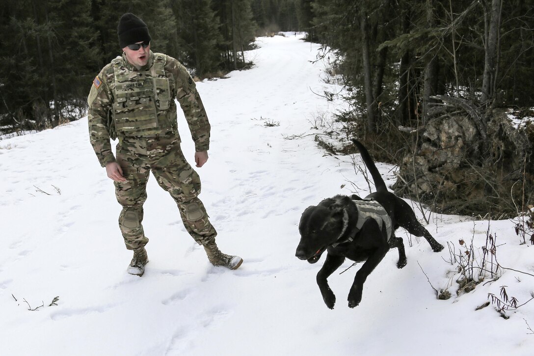 Army Spc. Jared Schultz and Teddy, his military working dog practice searching for simulated hidden explosives while conducting K-9 training at Joint Base Elmendorf-Richardson, Alaska, March 17, 2016. Air Force photo by Alejandro Pena