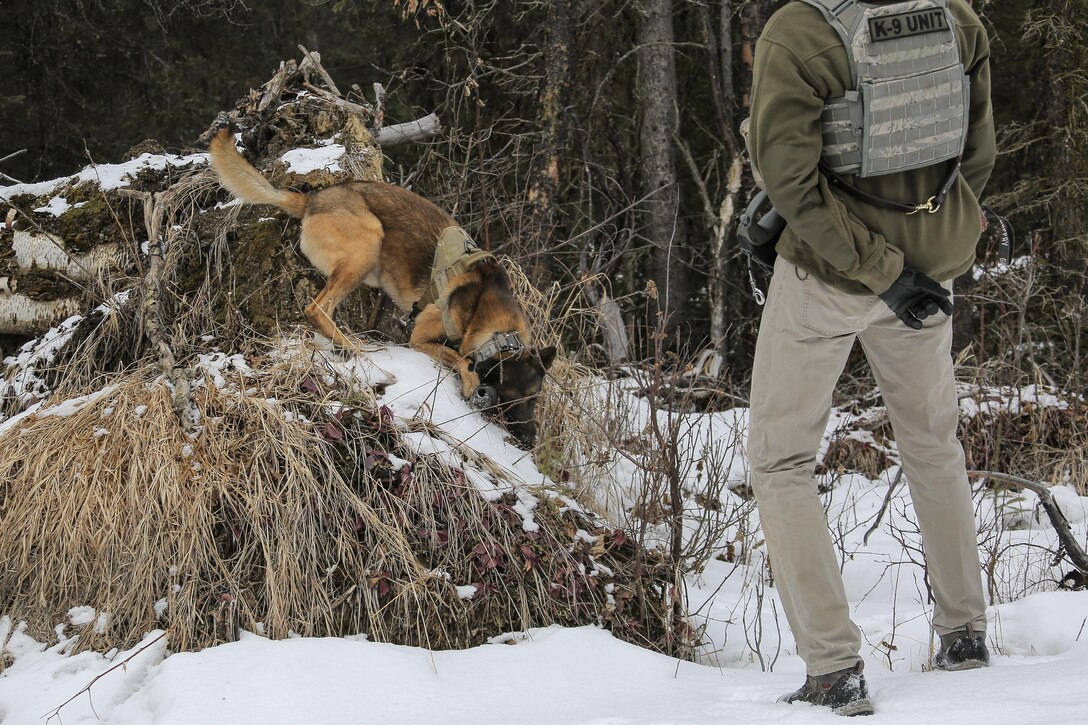 Air Force Staff Sgt. Joe Burns and Ciko, his military working dog, practice searching for hidden simulated explosive devices during K-9 training at Joint Base Elmendorf-Richardson, Alaska, March 17, 2016. Burns is a dog handler assigned to the 673rd Security Forces Squadron. Air Force photo by Alejandro Pena