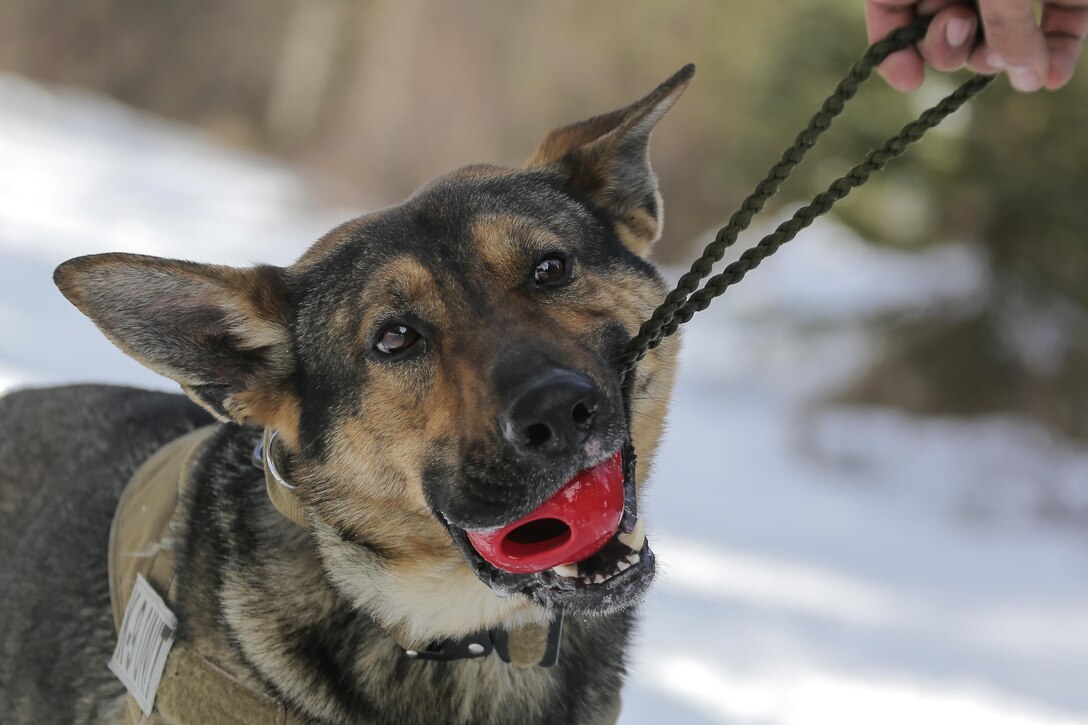 Faro, a military working dog, chews on a toy after successfully detecting a hidden simulated explosive device during K-9 training at Joint Base Elmendorf-Richardson, Alaska, March 17, 2016. Air Force photo by Alejandro Pena