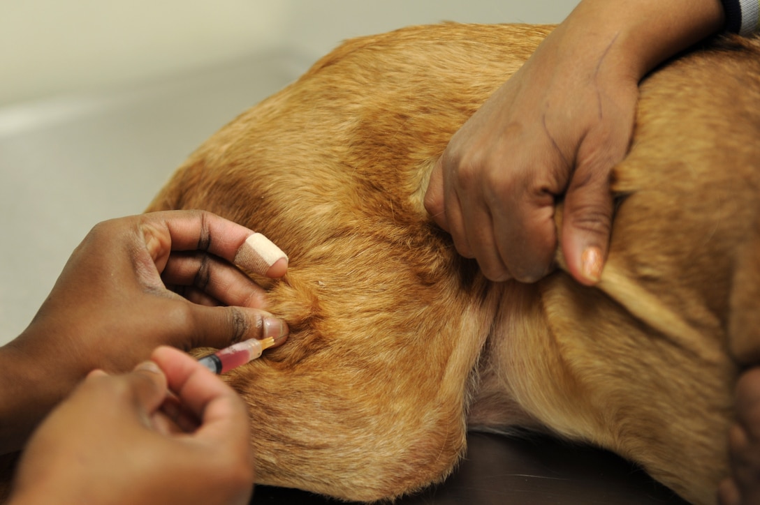 Dr. Nina Griffin, a veterinarian assigned to the assigned to the Public Health Command-Fort Eustis Branch, administers a Rabies vaccine at Langley Air Force Base, Va., March 18, 2016. Rabies vaccinations are required for all domestic animals, such as dogs and cats, residing on a military installation, as well as the state of Virginia.  (U.S. Air Force photo by Senior Airman Brittany E. N. Murphy)
