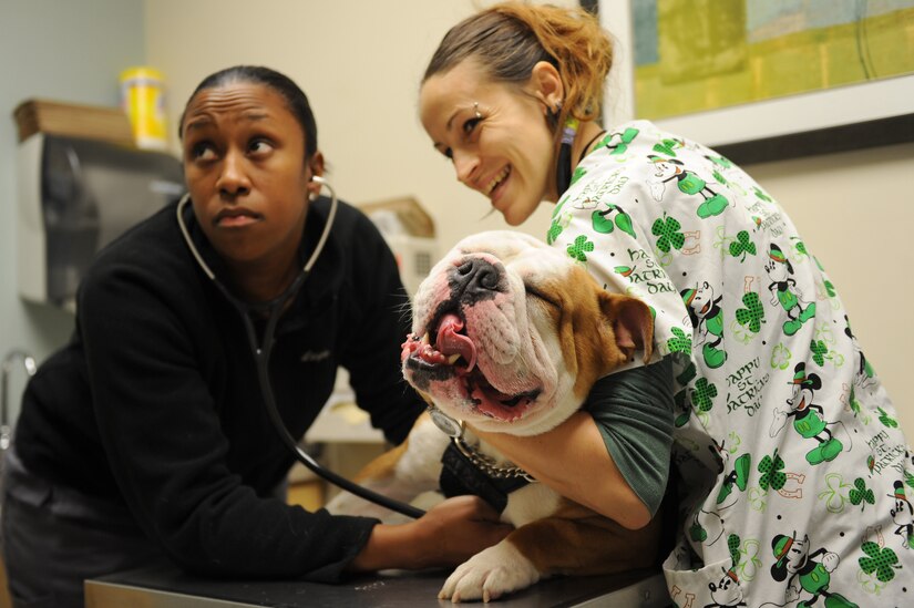 Dr. Nina Griffin, a veterinarian assigned to the Public Health Command-Fort Eustis Branch, and Jojo Edmister, an animal health technician assigned to the Public Health Command-Fort Eustis Branch, perform a physical exam on Chuck at Langley Air Force Base, Va., March 17, 2016. While the Langley Veterinary Clinic may not offer surgery, hospitalization or emergency services the staff performs physical exams and wellness packages for patients. (U.S. Air Force photo by Senior Airman Brittany E. N. Murphy)