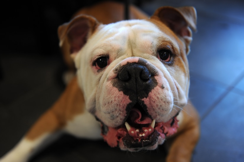 Chuck and his owner wait to be seen by the veterinarian at Langley Air Force Base, Va., March 17, 2016. The Langley Veterinary Clinic assists canine and feline patients of all breeds, ages and sizes by administering physical exams, vaccines and parasite tests. (U.S. Air Force photo by Senior Airman Brittany E. N. Murphy)