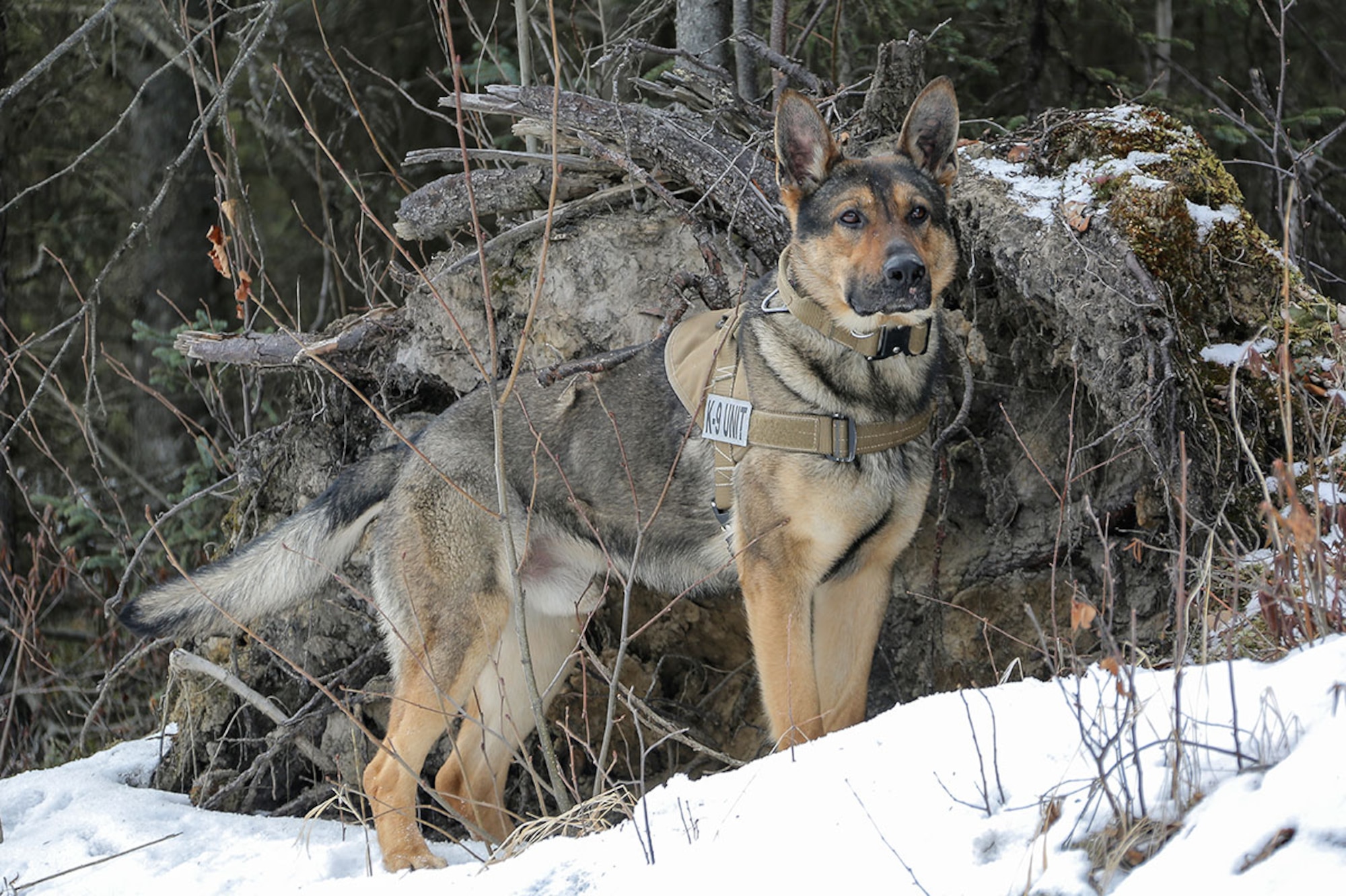 U.S. Army military working dog, Faro, assigned to the 549th Military Working Dog Detachment, searches for simulated hidden explosives while conducting K-9 training at Joint Base Elmendorf-Richardson, Alaska, March 17, 2016. Military working dogs are trained to respond to various law enforcement emergencies as well as detect hidden narcotics and explosives. (U.S. Air Force photo/Alejandro Peña)