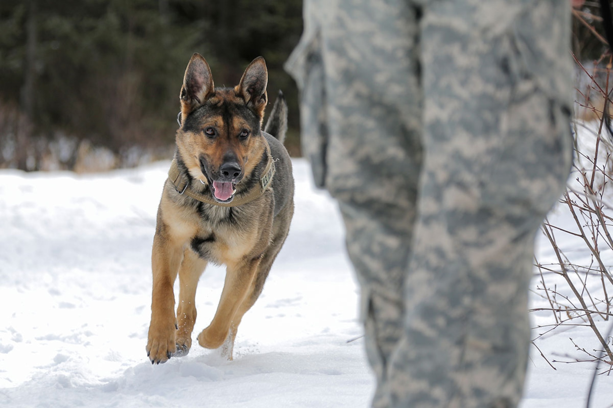 U.S. Army military working dog, Faro, assigned to the 549th Military Working Dog Detachment, searches for simulated hidden explosives while conducting K-9 training at Joint Base Elmendorf-Richardson, Alaska, March 17, 2016. Military working dogs are trained to respond to various law enforcement emergencies as well as detect hidden narcotics and explosives. (U.S. Air Force photo/Alejandro Peña)