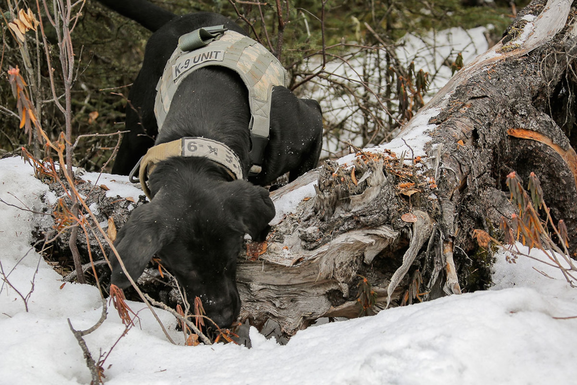 U.S. Army military working dog, Teddy, assigned to the 549th Military Working Dog Detachment, searches for simulated hidden explosives while conducting K-9 training at Joint Base Elmendorf-Richardson, Alaska, March 17, 2016. Military working dogs are trained to respond to various law enforcement emergencies as well as detect hidden narcotics and explosives. (U.S. Air Force photo/Alejandro Peña)
