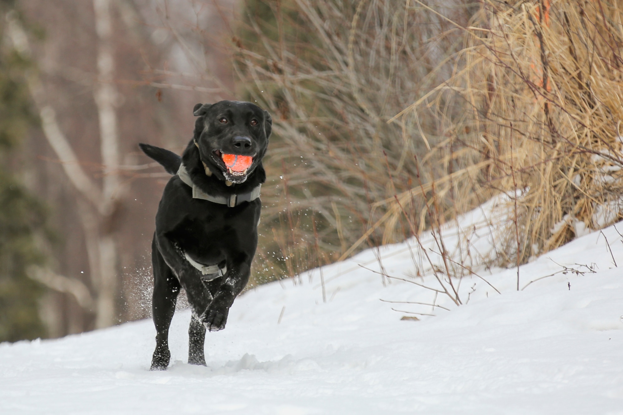 Teddy, a military working dog, frolics after successfully finding a hidden simulated explosive device during K-9 training at Joint Base Elmendorf-Richardson, Alaska, March 17, 2016. Air Force photo by Alejandro Pena
