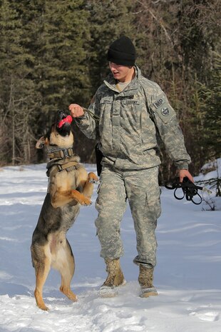 U.S. Army Pfc. Ian Smith encourages military working dog, Faro, assigned to the 549th Military Working Dog Detachment, after successfully detecting simulated hidden explosives during K-9 training at Joint Base Elmendorf-Richardson, Alaska, March 17, 2016. Military working dog teams are trained to respond to various law enforcement emergencies as well as detect hidden narcotics and explosives. (U.S. Air Force photo/Alejandro Peña)