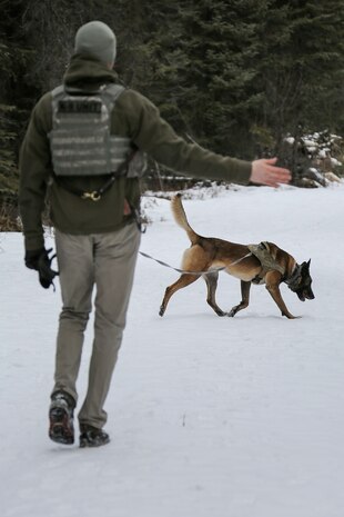 U.S. Air Force Staff Sgt. Joe Burns and military working dog, Ciko, assigned to the 673d Security Forces Squadron, practice searching for simulated hidden explosives while conducting K-9 training at Joint Base Elmendorf-Richardson, Alaska, March 17, 2016. Military working dog teams are trained to respond to various law enforcement emergencies as well as detect hidden narcotics and explosives. (U.S. Air Force photo/Alejandro Peña)