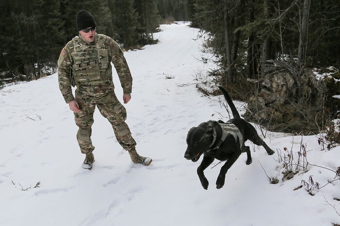 U.S. Army Spc. Jared Schultz and military working dog, Teddy, assigned to the 549th Military Working Dog Detachment, practice searching for simulated hidden explosives while conducting K-9 training at Joint Base Elmendorf-Richardson, Alaska, March 17, 2016. The military working dog teams are trained to respond to various law enforcement emergencies as well as detect hidden narcotics and explosives. (U.S. Air Force photo/Alejandro Peña)