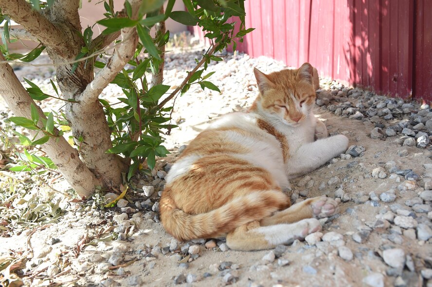 “Bill,” a “military working cat,” takes a break from a rough morning of big-game hunting, Mar. 22, 2016  Bill is one of several felines whose “job” it is to control the pest population at the 386th Air Expeditionary Wing, Southwest Asia.  As per General Order number 1, these cats are not be touched, fed or cared for by unauthorized personnel. (U.S. Air Force photo by Staff Sgt. Jerilyn Quintanilla)