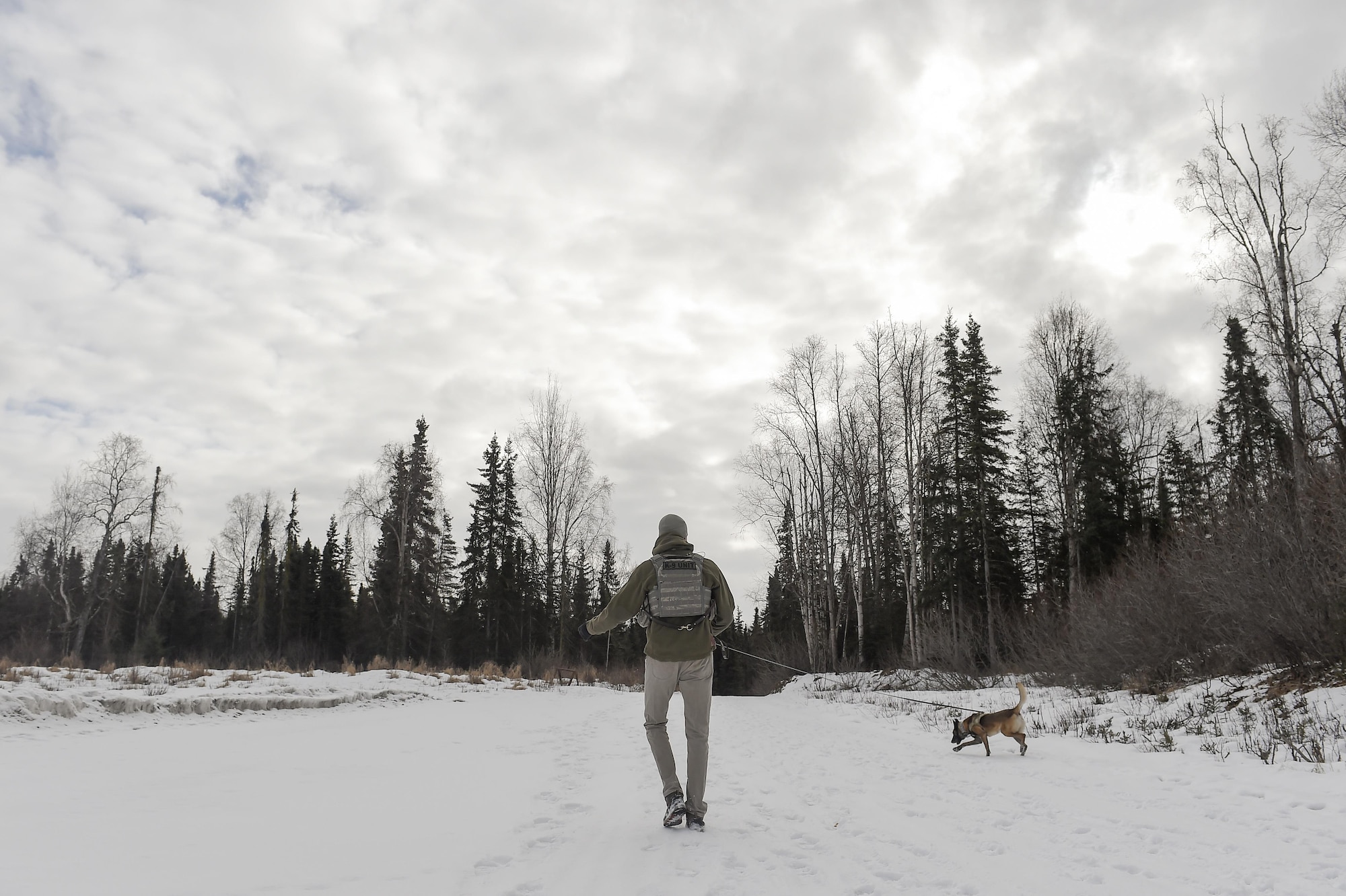 U.S. Air Force Staff Sgt. Joe Burns and military working dog, Ciko, assigned to the 673rd Security Forces Squadron, practice searching for simulated hidden explosives while conducting K-9 training at Joint Base Elmendorf-Richardson, Alaska, March 17, 2016. The military working dog teams are trained to respond to various law enforcement emergencies as well as detect hidden narcotics and explosives. (U.S. Air Force photo/Alejandro Pena)