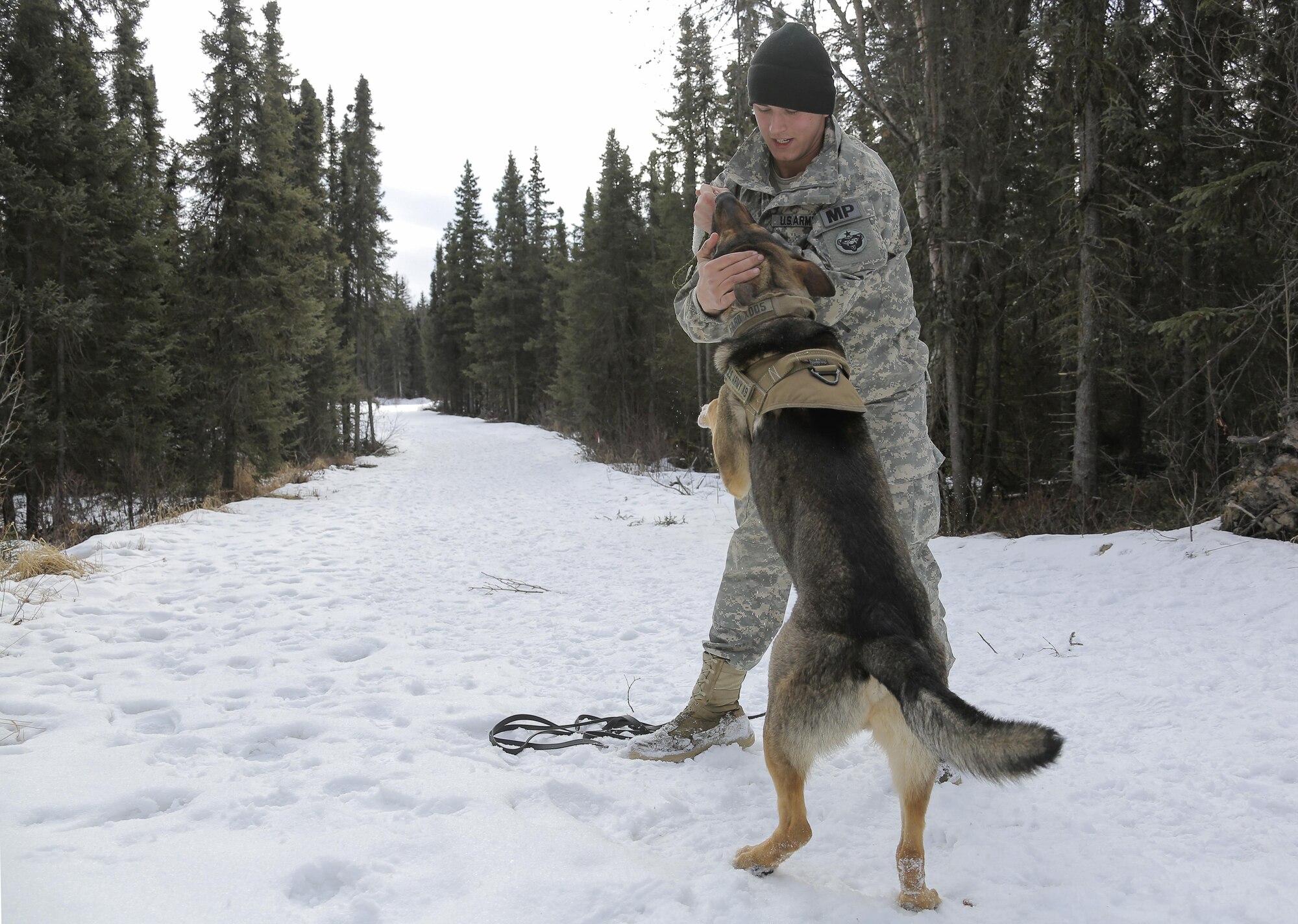 U.S. Army Pfc. Ian Smith encourages military working dog, Faro, assigned to the 549th Military Working Dog Detachment, after successfully detecting simulated hidden explosives during K-9 training at Joint Base Elmendorf-Richardson, Alaska, March 17, 2016. Military working dog teams are trained to respond to various law enforcement emergencies as well as detect hidden narcotics and explosives. (U.S. Air Force photo/Alejandro Pena)