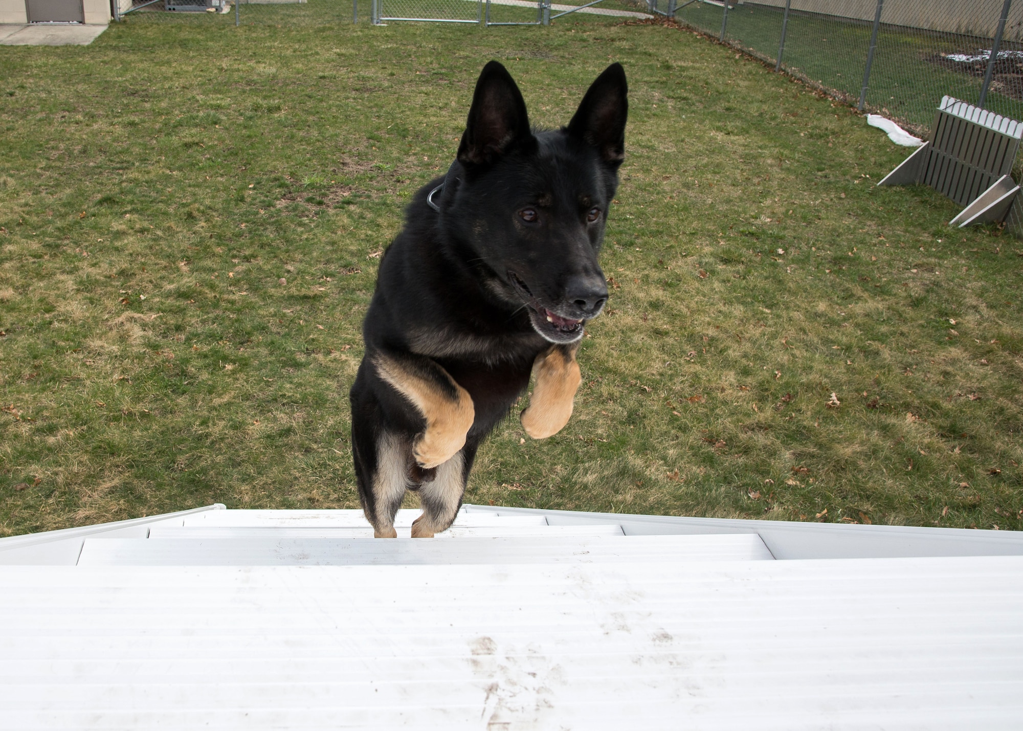 Military Working Dog Joell leaps over an obstacle while training at the base kennel March 23. Joell and other MWDs are used in patrol, drug and explosive detection and specialized mission functions for the Department of Defense and other government agencies. (U.S. Air Force photo by Mark Herlihy) 