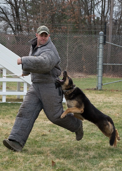Staff Sgt. Charles M. Cornacchio, 66th Security Forces Squadron Military Working Dog handler, attempts to avoid Peta while training together on base March 23. Military Working Dog teams are used in patrol, drug and explosive detection and specialized mission functions for the Department of Defense and other government agencies. (U.S. Air Force photo by Mark Herlihy) 