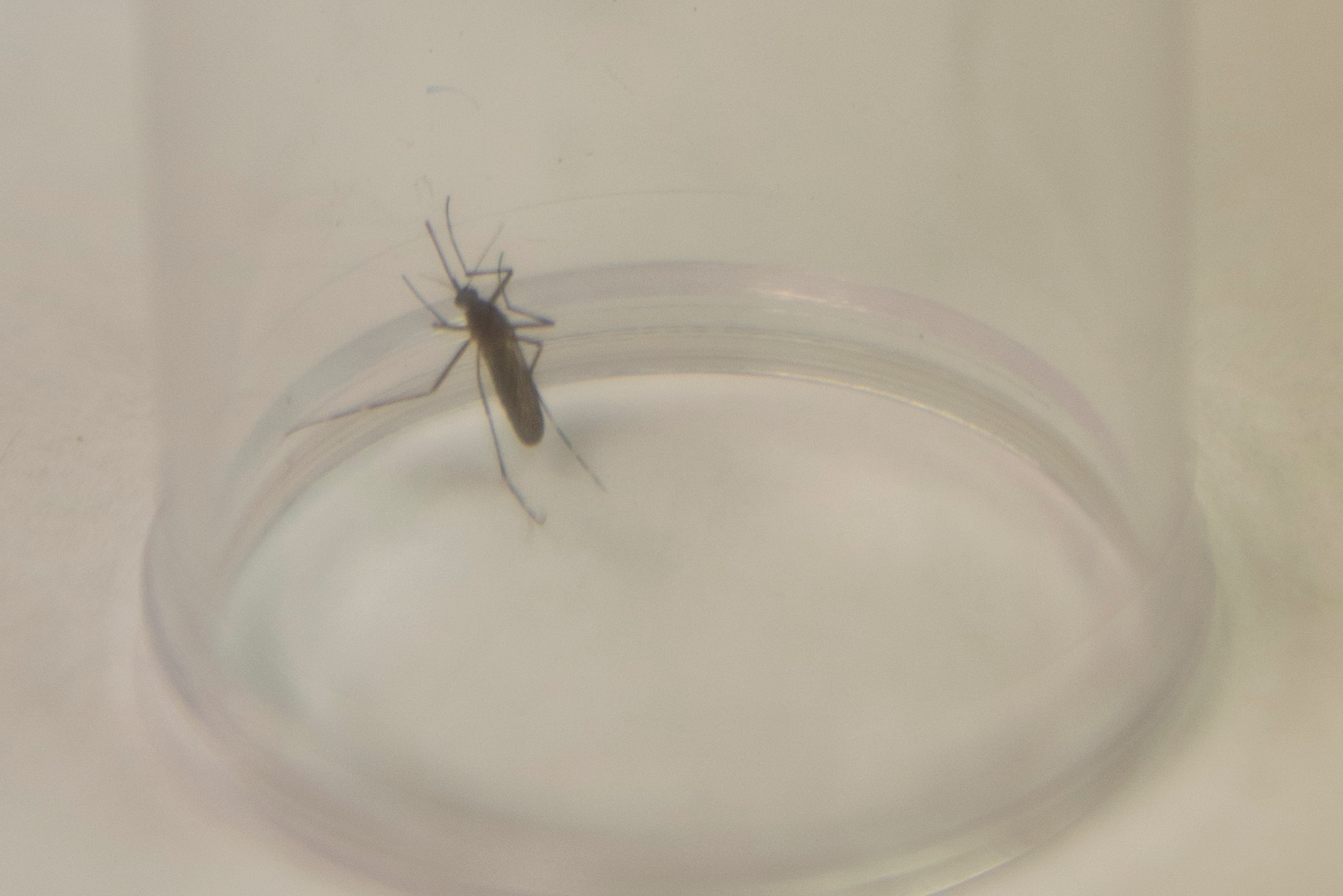 A mosquito sits in a container prior to being examined for control measures, March 23, 2016, at Moody Air Force Base, Ga. The 23d Civil Engineer Squadron entomologists collect and send specimens to Wright-Patterson AFB, Oh., who are responsible for identifying species and testing the specimens for diseases. (U.S. Air Force photo by Airman 1st Class Greg Nash/Released) 