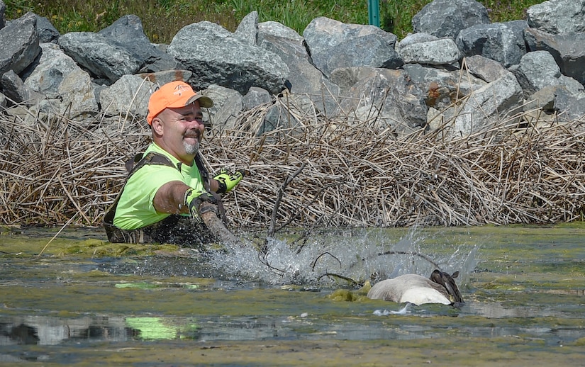 Mr. Burton Rogers, 11th Civil Engineer Pest Management technician, retrieves a goose from a pond on Joint Base Andrews, Md., March 24, 2016. Geese and other birds pose a threat of damaging aircraft. (U.S. Air Force photo by Senior Airman Ryan J. Sonnier/RELEASED)
