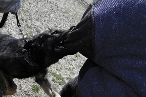 U.S. Air Force Staff Sgt. Aaron Reason, 8th Security Forces Squadron military working dog handler, stands his ground as Nex, a military working dog attacks him at Kunsan Air Base, Republic of Korea, Mar. 25, 2016. Kunsan has a variety of MWD that are trained to attack, find narcotics and find different types of explosives. (U.S. Air Force photo by Senior Airman Ashley L. Gardner/Released)

