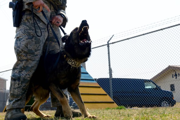 U.S. Air Force Senior Airman Eric Sweat, 8th Security Forces Squadron military working dog handler, keeps ahold of Nex, military working dog at Kunsan Air Base, Republic of Korea, Mar. 25, 2016. Kunsan has a variety of MWD that are trained to attack, find narcotics and find different types of explosives. (U.S. Air Force photo by Senior Airman Ashley L. Gardner/Released)

