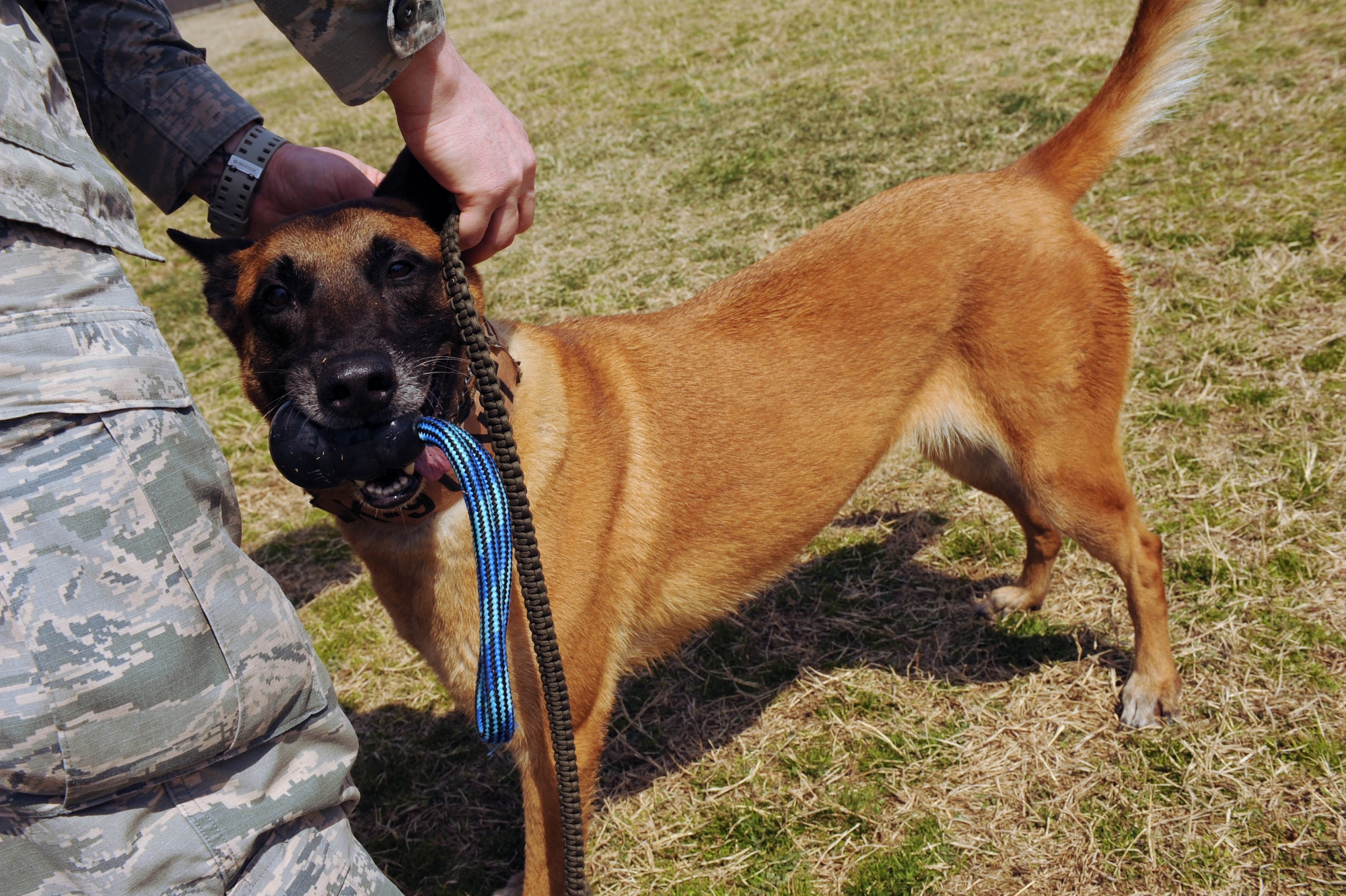 U.S. Air Force Staff Sgt. Aaron Reason, 8th Security Forces Squadron military working dog handler, unleashes Oovey, his working dog in preparation for running the obstacle course at Kunsan Air Base, Republic of Korea, Mar. 25, 2016. Kunsan has a total of 21 military working dogs here in the kennel. (U.S. Air Force photo by Senior Airman Ashley L. Gardner/Released)