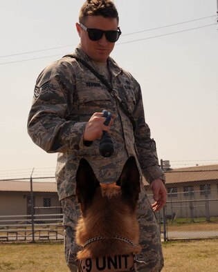 U.S. Air Force Staff Sgt. Aaron Reason, 8th Security Forces Squadron military working dog handler, trains Oovey, his WMD, obedience techniques at Kunsan Air Base, Republic of Korea, Mar. 25, 2016. At Kunsan, handlers are only afforded about 10-11 months with MWD’s due to in and out processing so dogs go through handlers regularly.  (U.S. Air Force photo by Senior Airman Ashley L. Gardner/Released)

