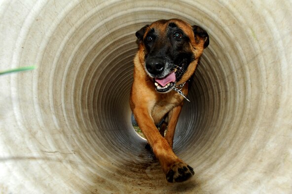 Oovey, 8th Security Forces Squadron military working dog, runs through a tunnel at Kunsan Air Base, Republic of Korea, Mar. 25, 2016. MWD’s support 24/7 operations and train continuously to be proficient. (U.S. Air Force photo by Senior Airman Ashley L. Gardner/Released)

