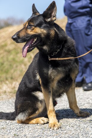 The Marine Corps Air Station Iwakuni Provost Marshal’s Office K-9 unit trained with Hiroshima Prefectural Police Headquarters policemen and the Japanese Maritime Self-Defense Force Kure Repair and Supply Facility Petroleum Terminal unit Military Working Dog handlers at MCAS Iwakuni, Japan, March 22, 2016. Trained in a variety of areas such as locating explosives and narcotics and conducting patrols, handlers and their military working dogs train regularly in order to maintain operational readiness, become a more effective team and ensure the safety of the station residents. Conducting bilateral training like this builds stronger relationships between the U.S. and Japan while also maintaining situational readiness and ensuring the safety of personnel. (U.S. Marine Corps photo by Lance Cpl. Aaron Henson/Released)