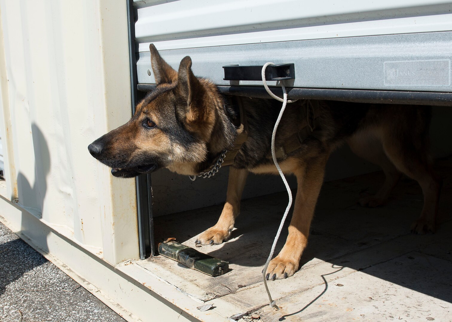 Beky, 902nd Security Forces Squadron military working dog, looks up at her handler after she discovers a simulated explosive during a training exercise at Joint Base San Antonio-Randolph March 28, 2016. Beky has been at JBSA-Randolph since 2012 and has deployed with her handler Tech. Sgt. Matthew Phillips to Afghanistan and South America. 