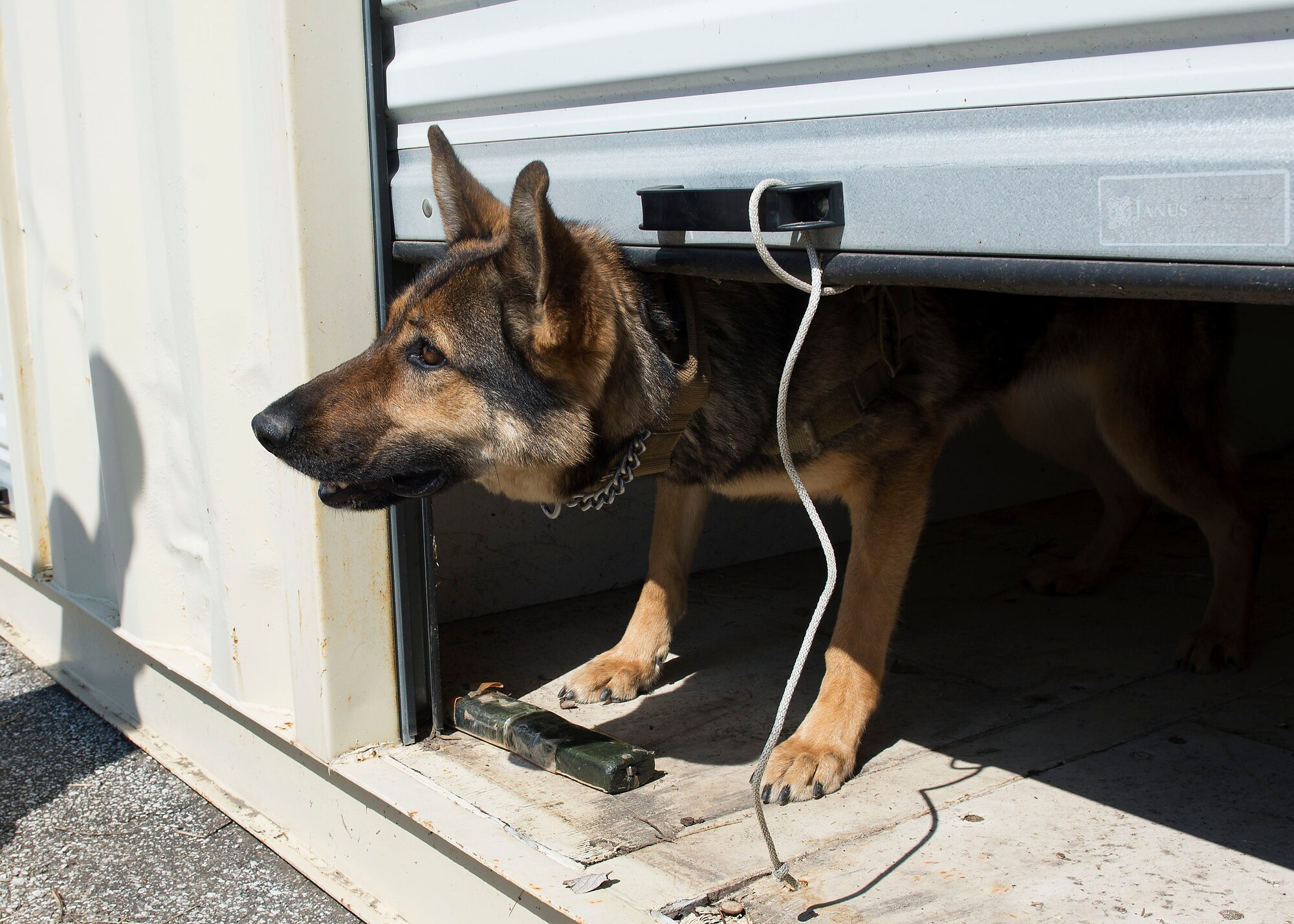 Beky, 902nd Security Forces Squadron military working dog, looks up at her handler after she discovers a simulated explosive during a training exercise at Joint Base San Antonio-Randolph March 28, 2016. Beky has been at JBSA-Randolph since 2012 and has deployed with her handler Tech. Sgt. Matthew Phillips to Afghanistan and South America. 