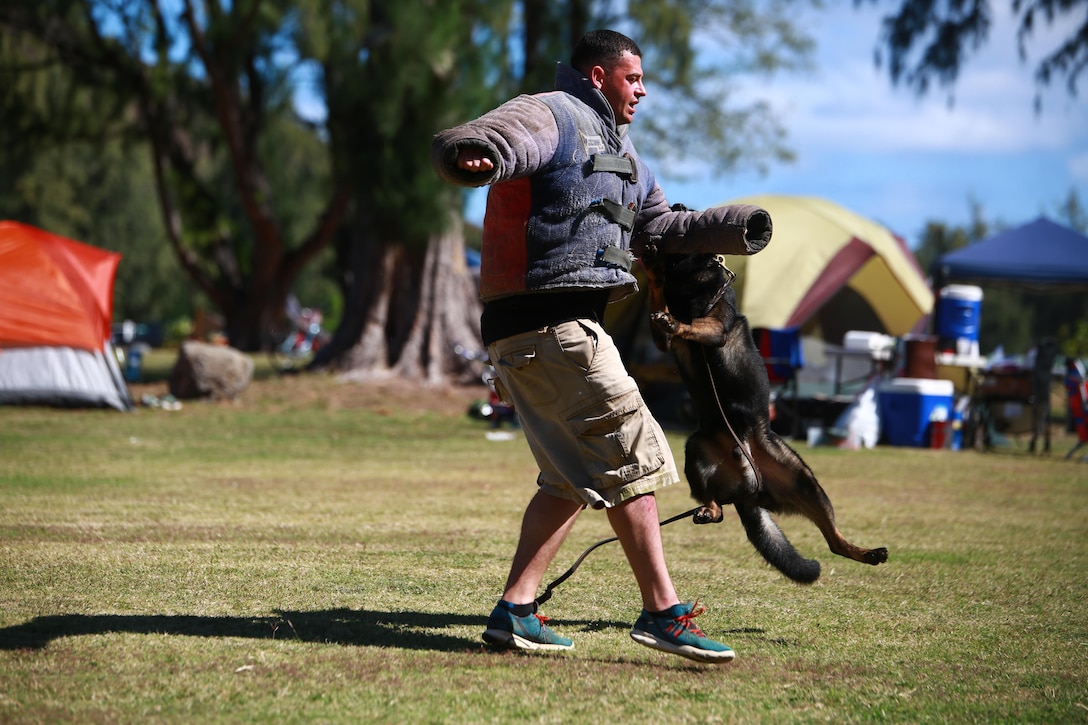 MARINE CORPS TRAINING AREA BELLOWS – Police Officer Travis Cleaveland, a military working dog handler for the Provost Marshal’s Office Military Working Dogs Unit with Headquarters Battalion from Marine Corps Base Hawaii, demonstrates a mock takedown with Nero, one of the military police dogs there for Cub Scout troop 311 aboard Marine Corps Training Area Bellows, March 5, 2016. Marines and civilian officers gave different commands to their dogs, showing off their intelligence and obedience. The dog handlers also wore a bite jacket for a mock take down by the dogs to show the scouts the discipline and training the dogs show when facing a real threat. Cleaveland, a St. Cloud, Minn., native, said his military working dogs are constantly training and ready on command to stop any threat. (U.S. Marine Corps Photo by Lance Cpl. Jesus Sepulveda Torres)