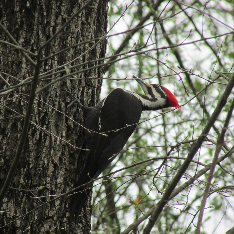 A Pileated woodpecker clings to the side of a tree at Carr Creek Lake, Sassafras, Ky. Pileated woodpeckers are the largest woodpecker in North America.