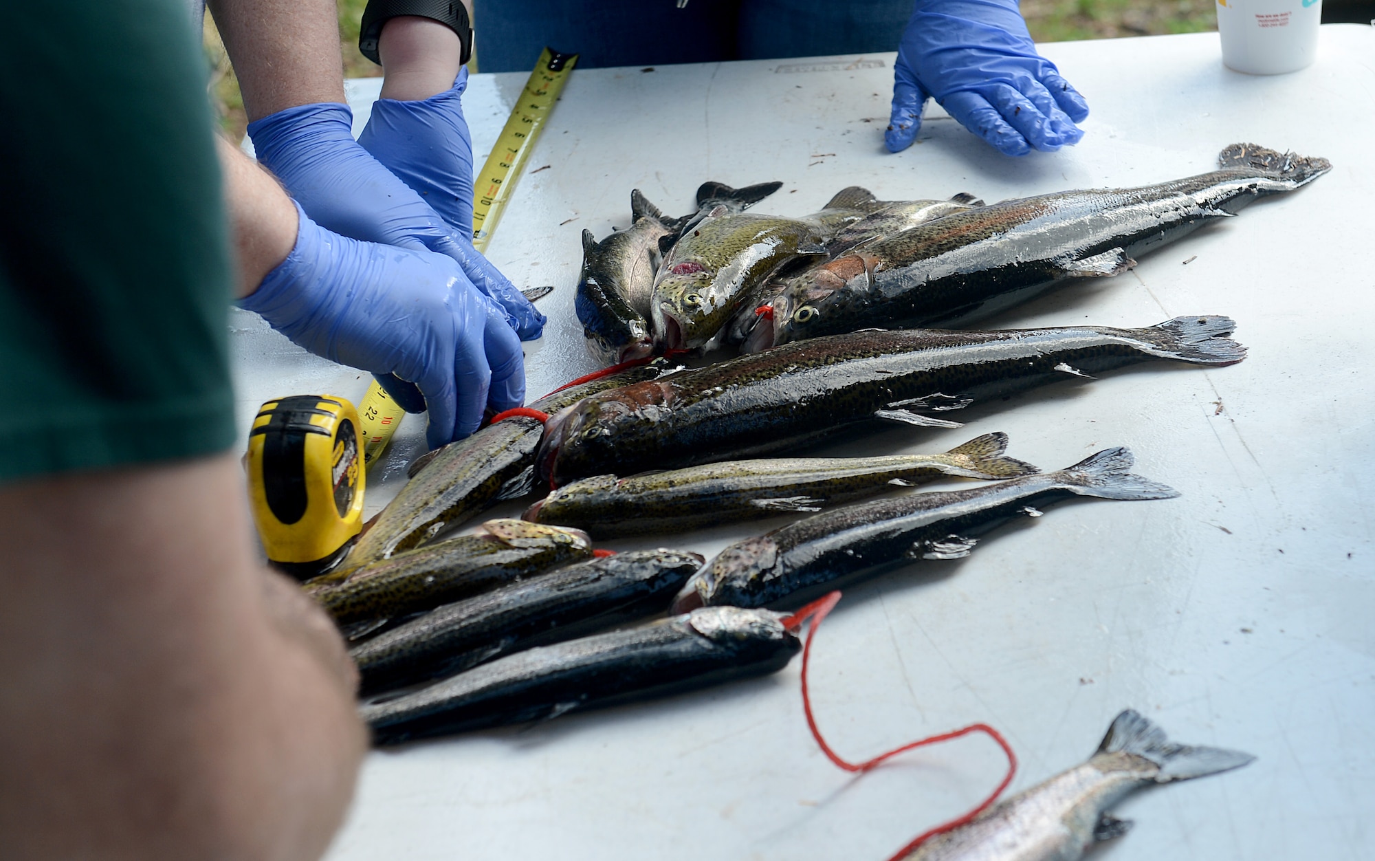 Volunteers from Team McChord measure the length of fish during the Annual McChord Field Top III Children’s Fishing Derby April 30, 2016 at Carter Lake on McChord Field, Wash. Trophies were given to the child that had the shortest fish, longest fish, and the most fish caught. (U.S. Air Force photo/Senior Airman Divine Cox)