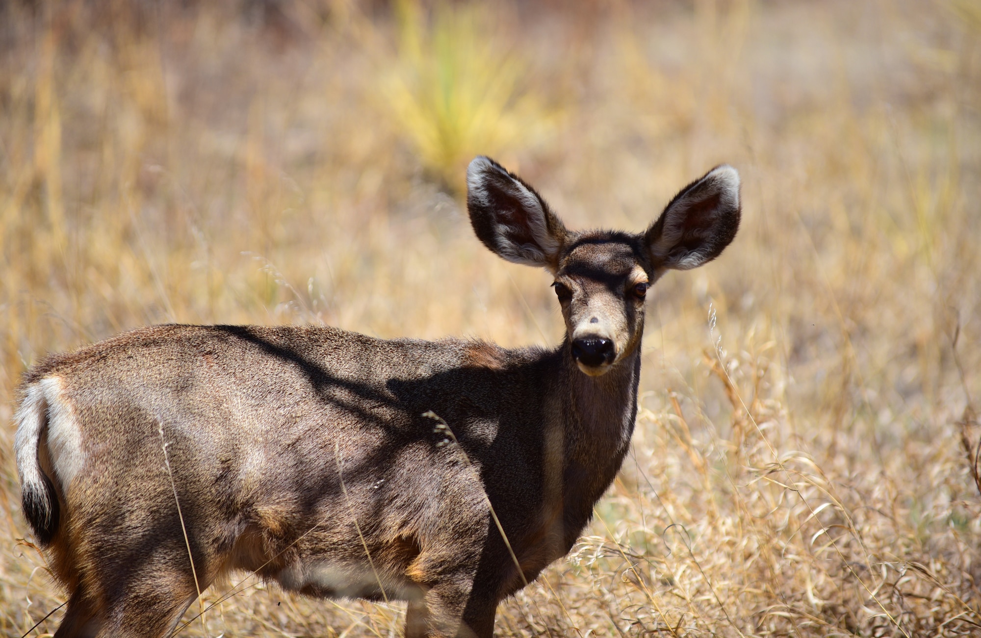 COLORADO SPRINGS, COLO.  – A mule deer stands alert in the Garden of the Gods, April 7, 2016. Deer are just one of 200 animal species that call the garden home. Herds of bighorn sheep, mule deer and elk roam the park along with squirrels, rabbits and even some coyotes, bobcats and the occasional black bear.  (U.S. Air Force photo/Staff Sgt. Amber Grimm)