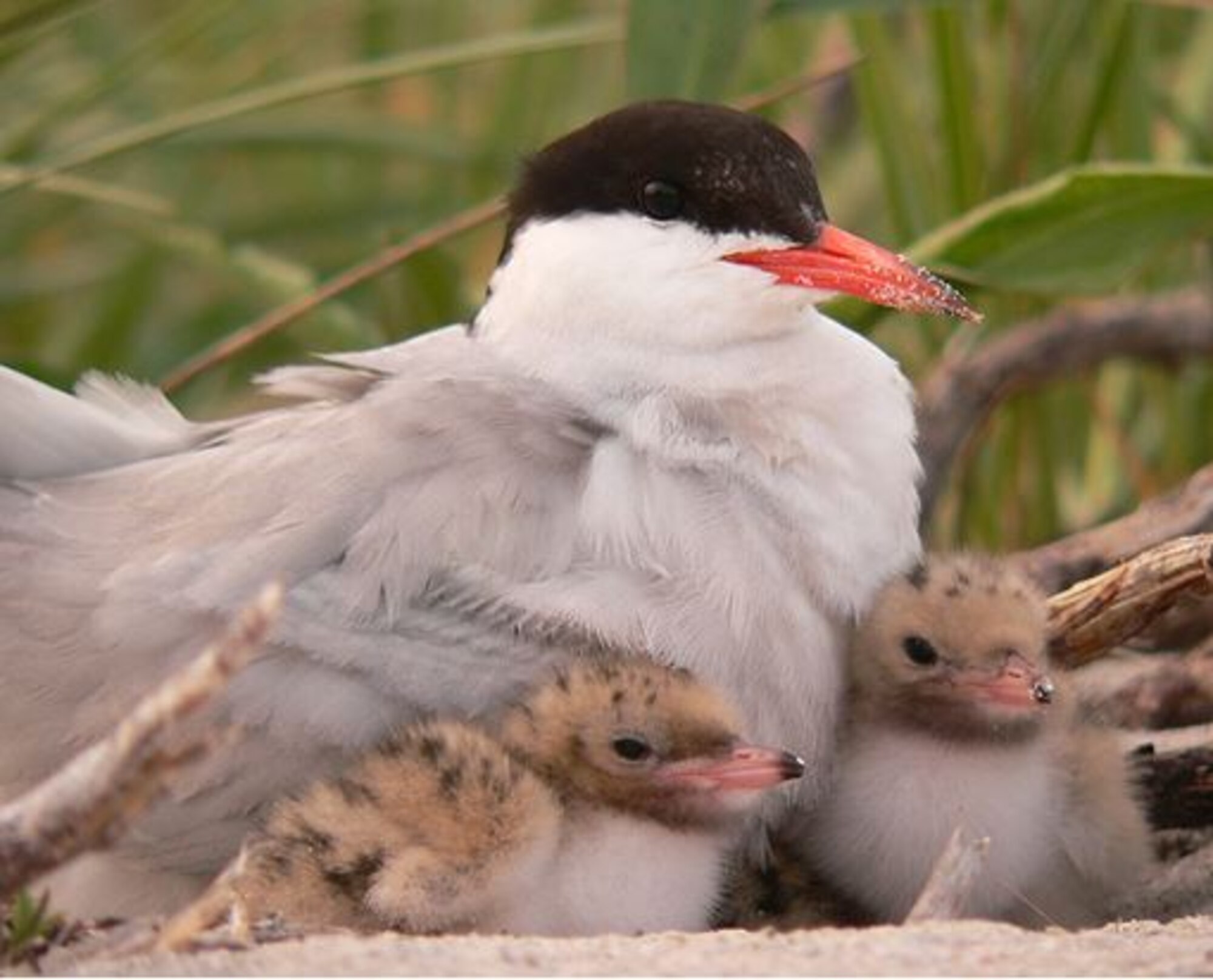 All personnel are reminded that feeding wildlife on 45th Space Wing property is prohibited. For more information, contact the CCAFS Natural Resources Management Office at (321) 853-0934. (Photos courtesy/fws.gov)